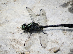 Hylogomphus adelphus