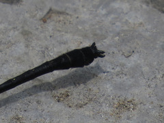 Hylogomphus adelphus