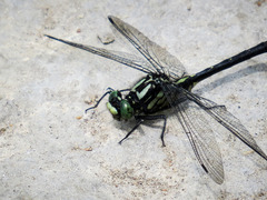 Hylogomphus adelphus