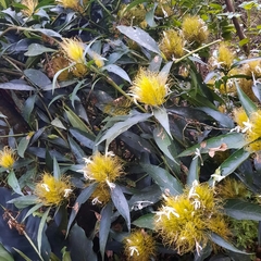 Schaueria calytricha
