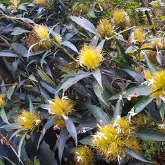 Schaueria calytricha