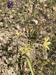 Triteleia