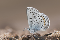 Euphilotes ancilla