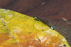 Acanthagrion yungarum
