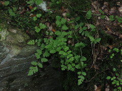 Cystopteris tasmanica