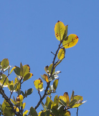 Rhamnus pirifolia