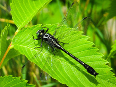 Hylogomphus adelphus