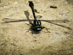 Hylogomphus adelphus