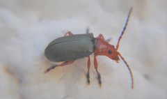 Phrynocepha