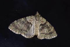 Hammaptera parinotata