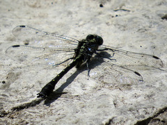Hylogomphus adelphus