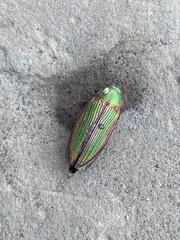 Buprestis intricata