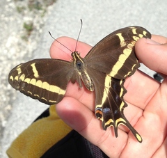 Heraclides andraemon bonhotei