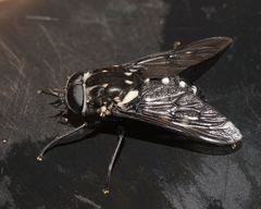 Triclista guttata
