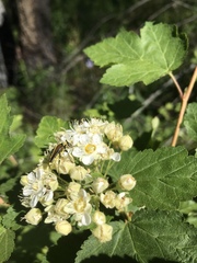 Lepturobosca chrysocoma