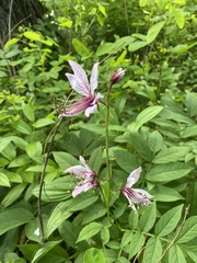 Dictamnus dasycarpus