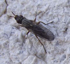 Dorycera