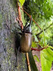 Dynastes septentrionalis