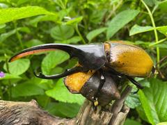 Dynastes septentrionalis