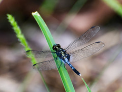 Erythrodiplax kimminsi