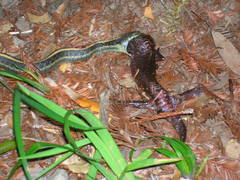 Thamnophis atratus