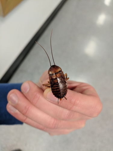 Blattidae