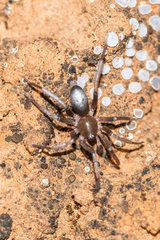 Anzacia