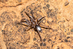 Anzacia