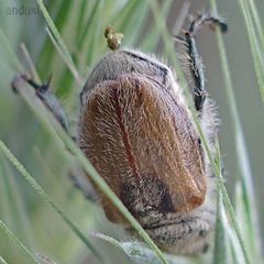 Chaetopteroplia segetum