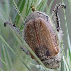 Chaetopteroplia segetum