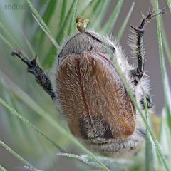 Chaetopteroplia segetum