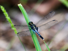 Erythrodiplax kimminsi