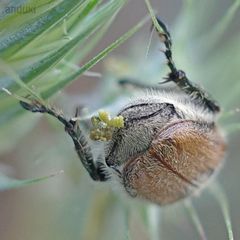Chaetopteroplia segetum
