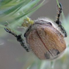 Chaetopteroplia segetum