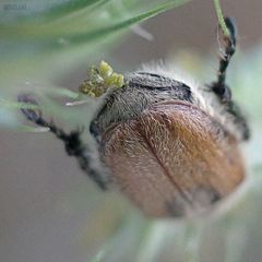 Chaetopteroplia segetum