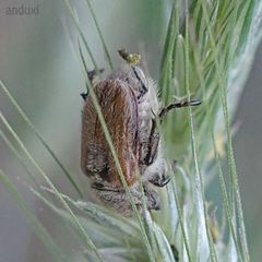 Chaetopteroplia segetum