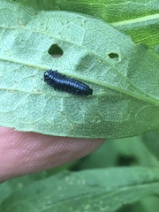 Trirhabda canadensis