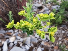 Euphorbia beamanii