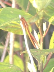 Libellula auripennis