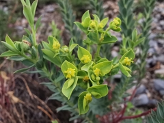 Euphorbia beamanii