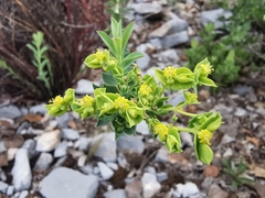 Euphorbia beamanii