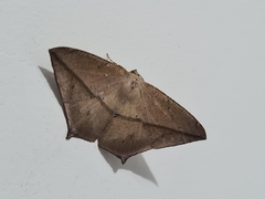 Prochoerodes tetragonata