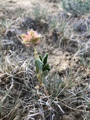 Tripterocalyx carneus