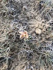 Tripterocalyx carneus