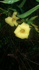 Rauvolfioideae