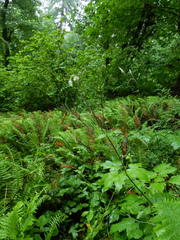 Actaea elata elata