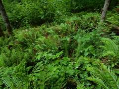 Actaea elata elata