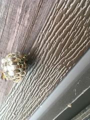Polistes dominula