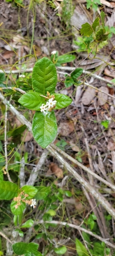 Wild guave (Guettarda scabra)