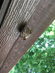 Polistes dominula